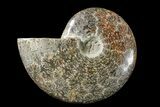 Polished Ammonite (Cleoniceras) Fossil - Madagascar #166375-1